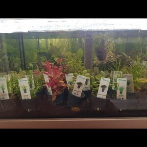 Royal Stingray image 3