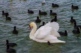 Natuurorganisaties tegen energiewinning in IJsselmeergebied: 'Is een plek voor vogels'