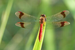 Zomerexpositie vlinders en libellen