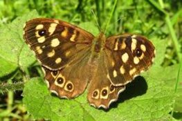 Snuffelochtend Vlinder