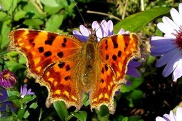 Vlinders in de tuin speurtocht