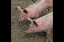 Snuffelochtend  Plons