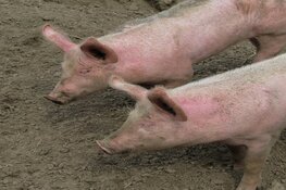 Snuffelochtend Plons