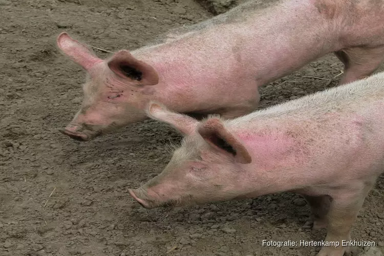 Snuffelochtend Plons