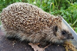 Snuffelochtend voor kleuters en peuters