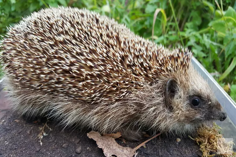 Snuffelochtend voor kleuters en peuters