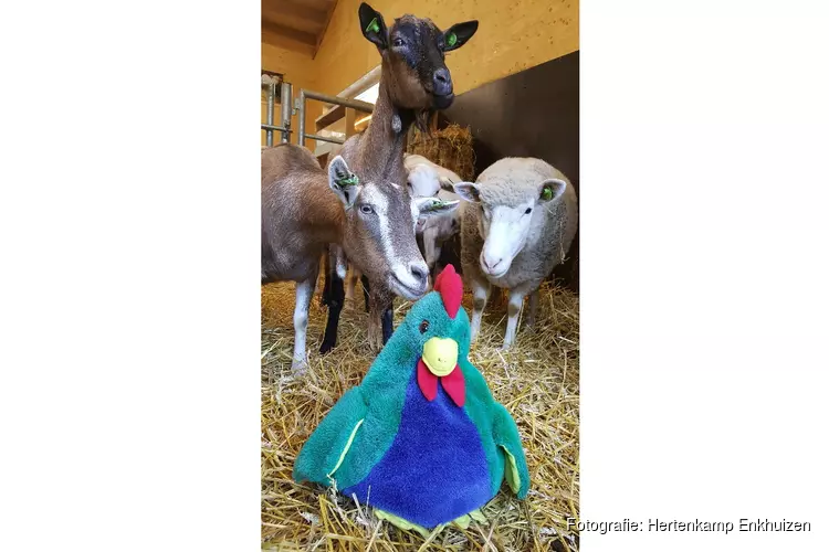 Kaatje kip in de kinderboerderij voor dreumes