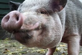 Kidzpix : dieren op de foto