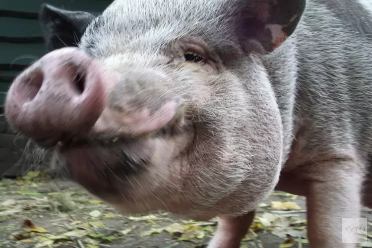 Kidzpix : dieren op de foto