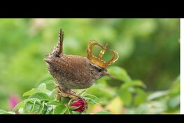 De Koning & Koninginnen in de natuur - puzzelspeurtocht