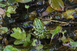 Snuffelochtend kikker