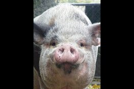 Kidzpix – dieren fotograferen