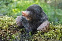 Snuffelochtend Mol,  voor peuters en kleuters