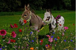 Dierendag op zondag 3 oktober