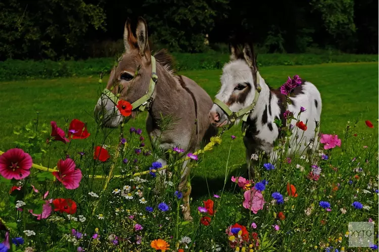 Dierendag op zondag 3 oktober