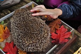 Egel speurtocht en meer…