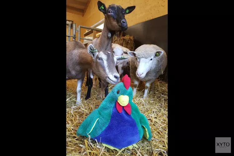 Kaatje kip in de kinderboerderij voor dreumes