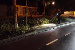 'Vrouw opzettelijk door auto aangereden in Enkhuizen'