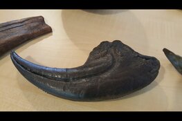 Workshop Dino's in Hertenkamp Enkhuizen