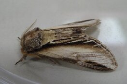 Voorlichtingsavond nachtleven bij Hertenkamp in Enkhuizen