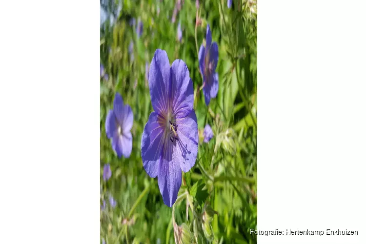 Flowerpower bij Hertenkamp Enkhuizen