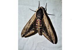 Nachtvlinders bij Hertenkamp Enkhuizen