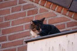 Kat na anderhalve dag uit dakgoot gehaald