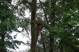 Woningen ontruimd in Enkhuizen vanwege vallende bomen