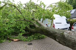Grote boom omgewaaid bijna op bestelbusjes in Enkhuizen