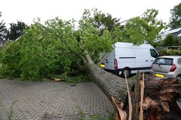 Grote boom omgewaaid bijna op bestelbusjes in Enkhuizen