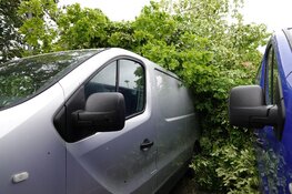 Grote boom omgewaaid bijna op bestelbusjes in Enkhuizen