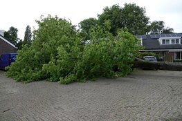 Grote boom omgewaaid bijna op bestelbusjes in Enkhuizen