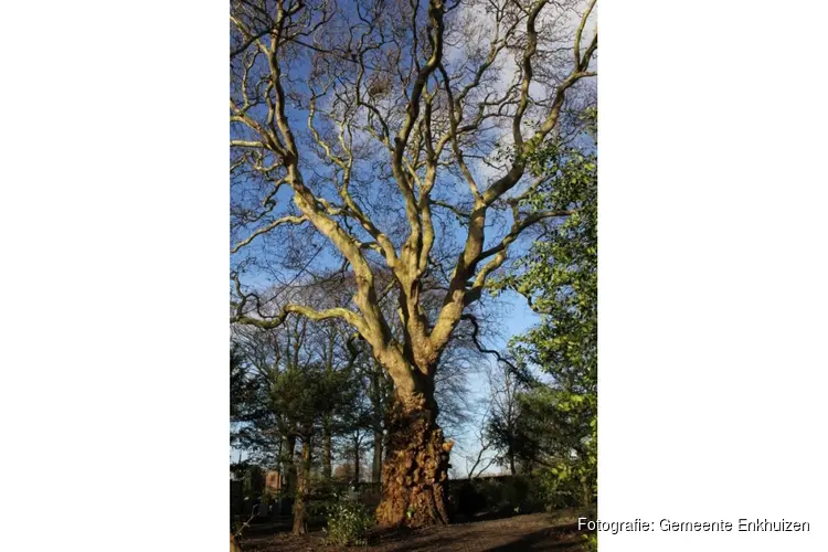 Aanmelden waardevolle bomen