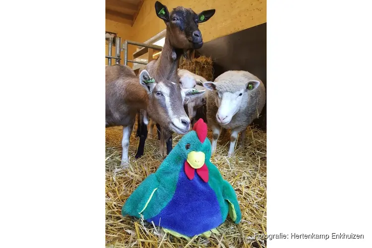 Kaatje kip in de kinderboerderij voor dreumes