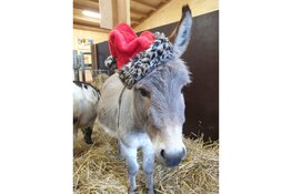 Kerstvakantie vol activiteiten bij Hertenkamp Enkhuizen