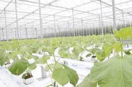 Enza Zaden neemt Balk Wervershoof B.V. over