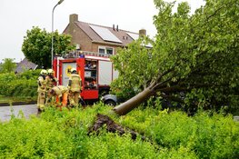 Boom omgewaaid op auto in Bovenkarspel