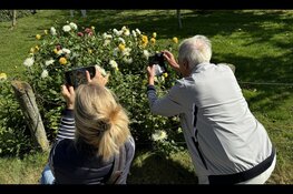 Smartphone fotografie in de nazomer