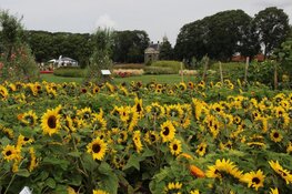 Tweede opentuinendag in de Garden en Insectentuin Enkhuizen op 14 september