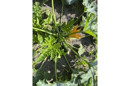 Excursie The Garden Enkhuizen 21 september a.s