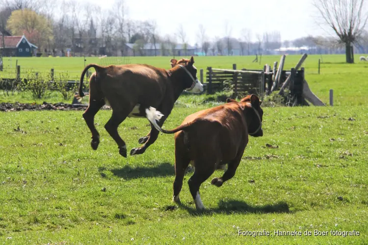 Koeien dansen het weiland in bij het Rundveemuseum op 13 april