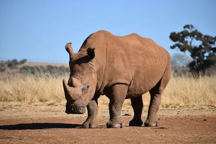 Dierentuinen moeten meer doen aan bescherming van diersoorten