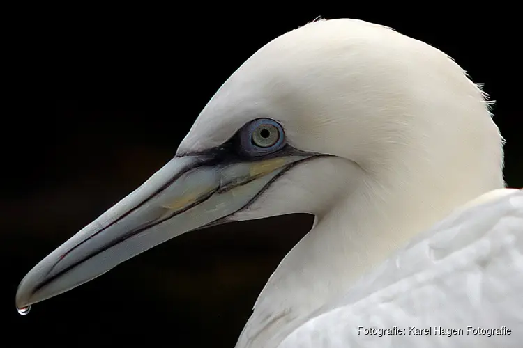 Vogelcursus bij Hertenkamp Enkhuizen