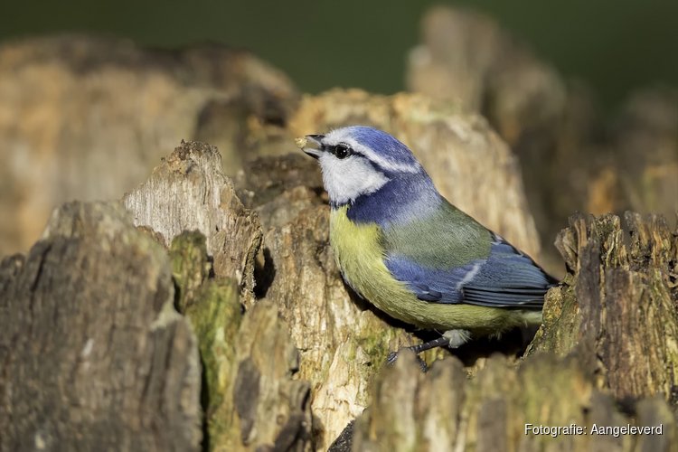 Vogelcursus bij Hertenkamp Enkhuizen