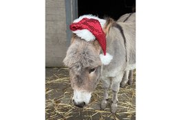 Kerstvakantie bij Hertenkamp Enkhuizen