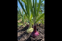 Oefentuinen bij de Schooltuinen