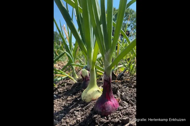 Oefentuinen bij de Schooltuinen