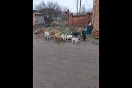 Lentemarkt in Bonifaciuskerk