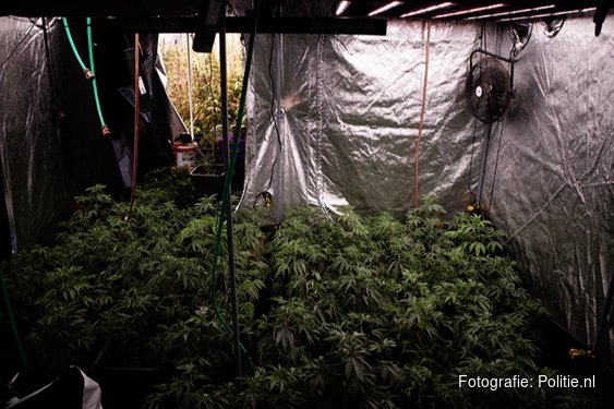 Levensgevaar achter de voordeur: drugsteam Noord-Holland rolt hennepkwekerijen op