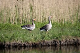 Einde aan jarenlange groei van ganzenschade in Noord-Holland